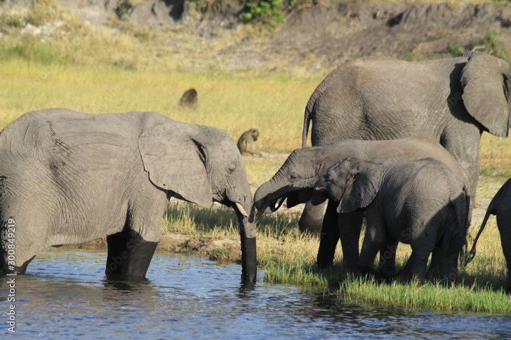 Fototapeta premium Eléphants au bord de l'eau