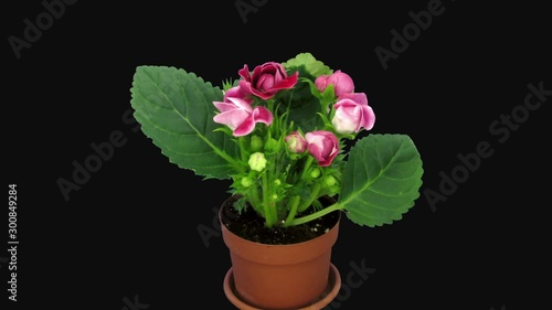 Wallpaper Mural Time-lapse of blooming red gloxinia flower 4d3 in RGB + ALPHA matte format isolated on black background Torontodigital.ca