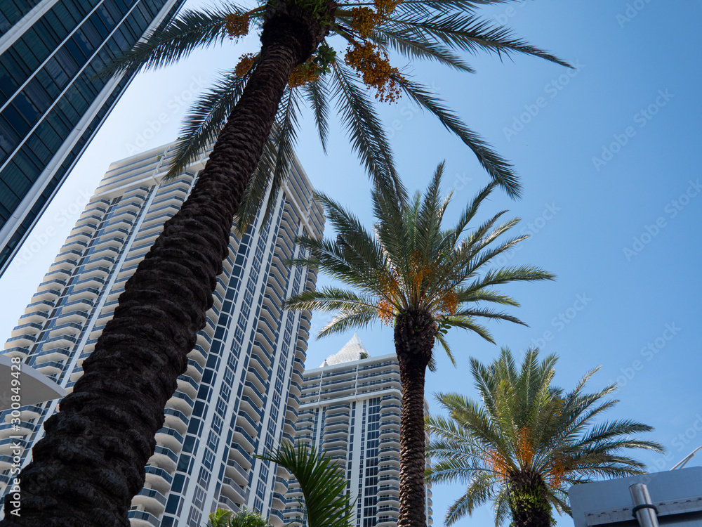Miami South Beach - Palmen und Gebäude