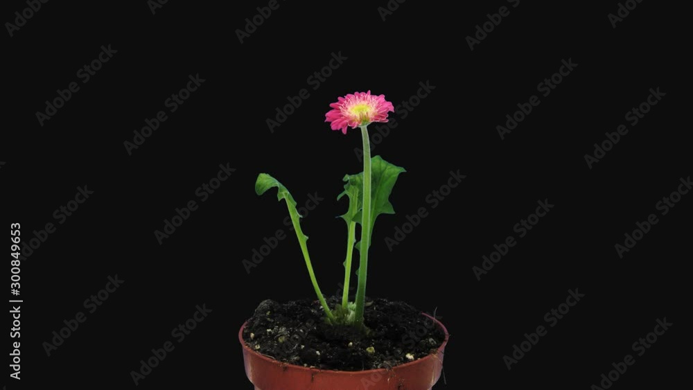 Time-lapse of opening pink gerbera 6a4 in 4K PNG+ format with ALPHA transparency channel isolated on black background Time-lapse of opening pink gerbera 6a4 in 4K PNG+ format with ALPHA transparency channel isolated on black background
