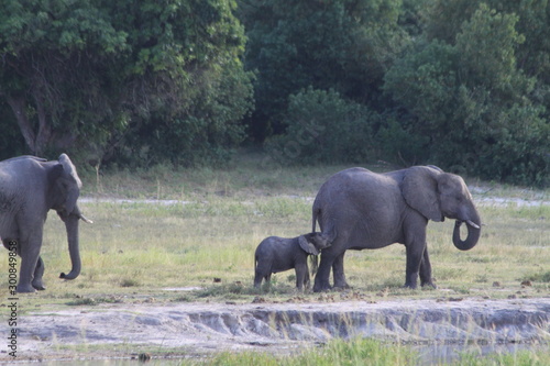 Eléphants au bord de l'eau © Estelle R