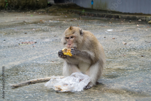 Monkey eats pineapple  photo