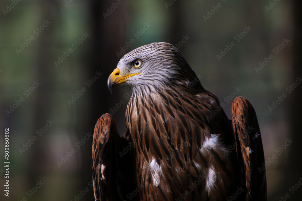 Fototapeta premium portrait of an eagle