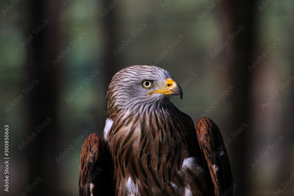 Obraz premium portrait of an eagle
