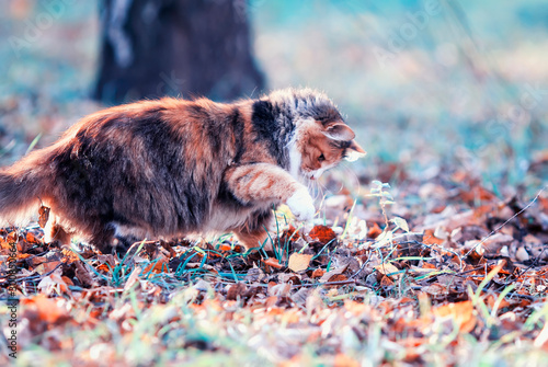 cute fluffy cat plays with its paw in the a garden with a trapped mouse among...