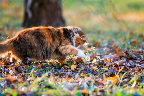 fluffy cat playing paw with caught by a mouse among fallen leaves and grass o...