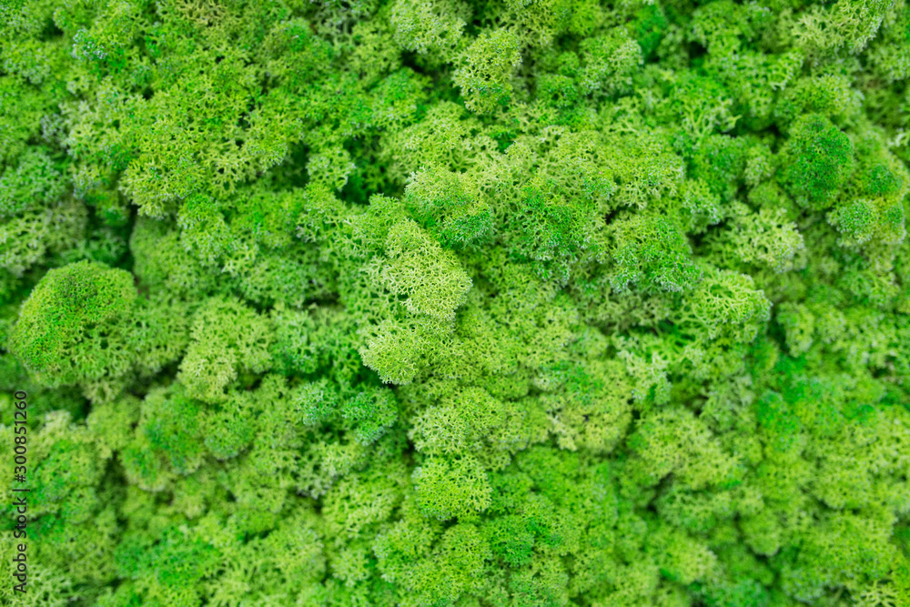Texture of green eco-friendly moss closeup.