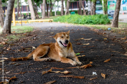 brown and white thin vagrant dog closeup on blur road background. © Ake Forever