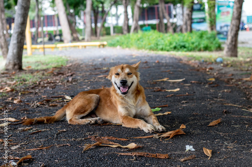 brown and white thin vagrant dog closeup on blur road background.