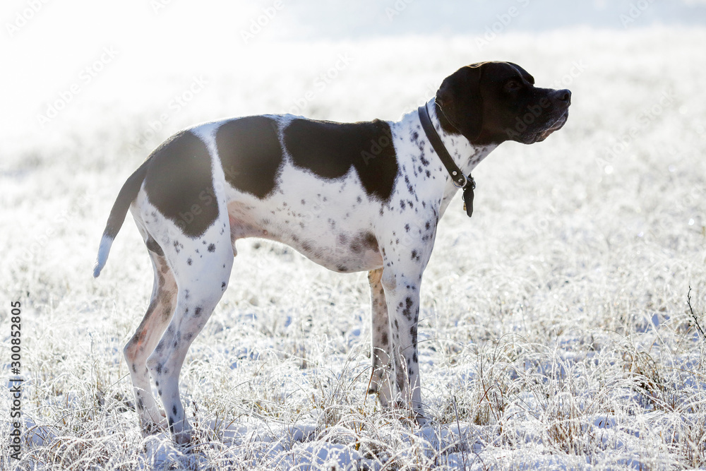 Dog english pointer