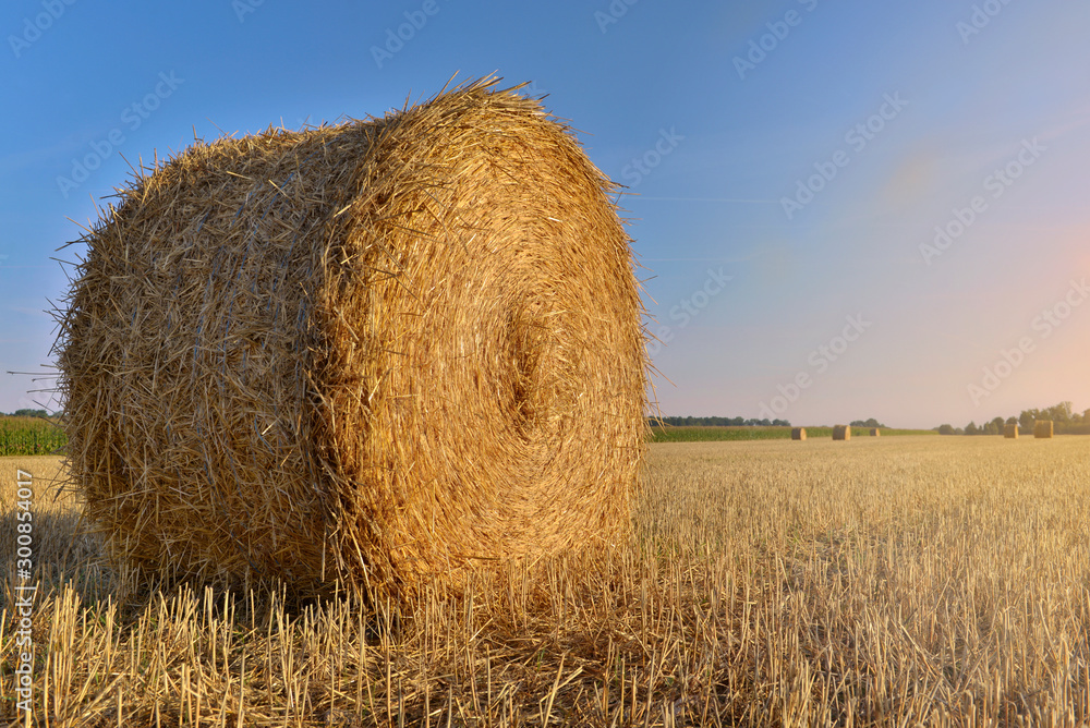 straw bale  in a field under sunny blue sky