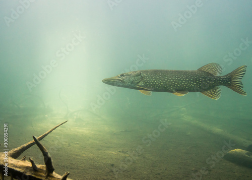 Big pike swimming in lake with sunlight background