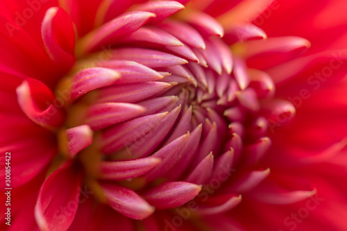 Closeup of Pink and White textured Dahlia Flower Petals.