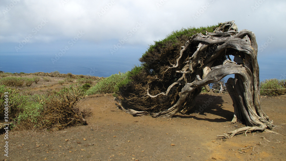 Sabina tree (Juniperus turbinata canariensis) twisted by the wind. La Dehesa. Frontera Rural Park. El Hierro. Canary Islands. Spain.