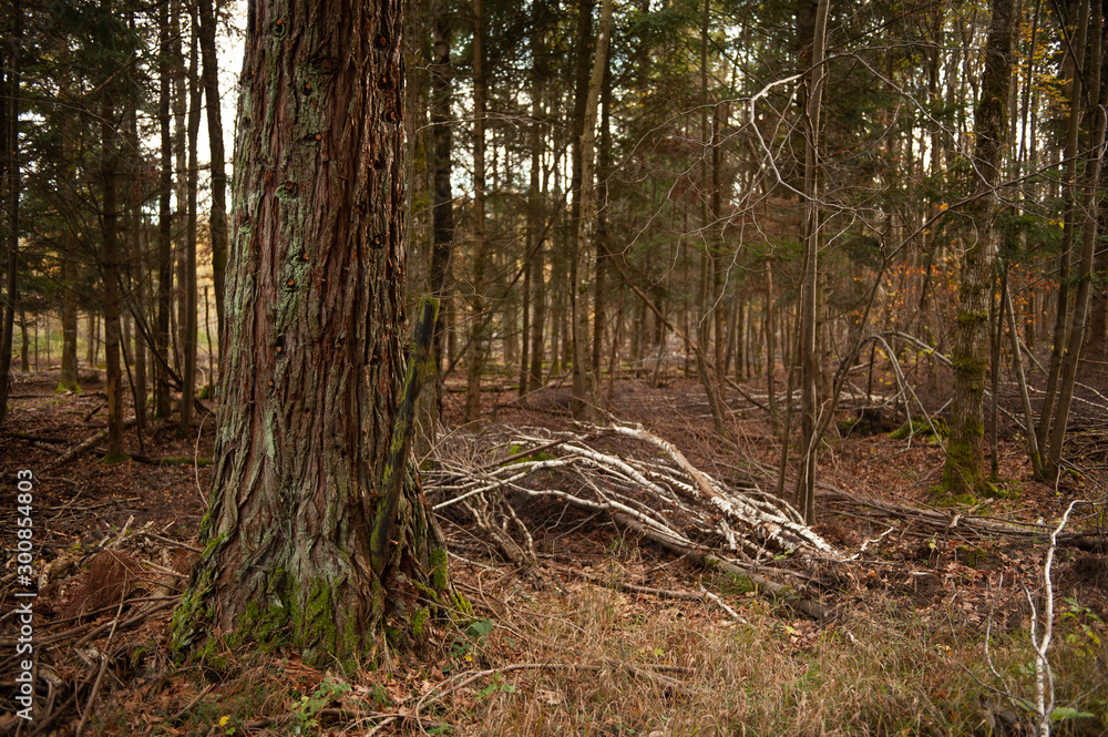 Knorriger  Baumstamm in Mischwald Schonung mit Totholz