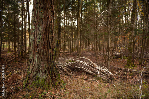 Knorriger Baumstamm in Mischwald Schonung mit Totholz