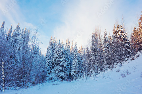 Winter landscape: snow-covered coniferous trees on a background of blue sky. The concept of winter, frost, cold.