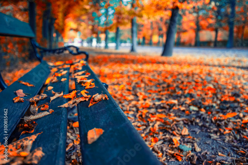 nech in autumn park photo
