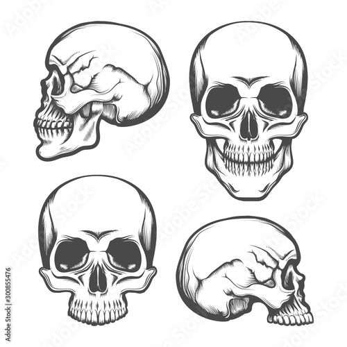 Human Skull Front and Side View Set