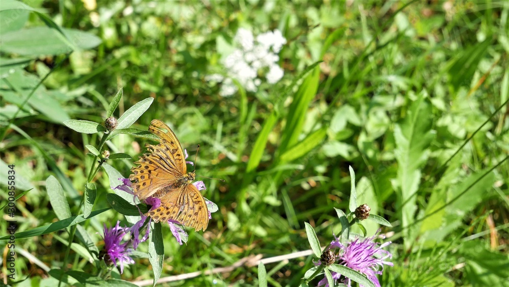 Obraz premium An old butterfly sits on a meadow cornflower.