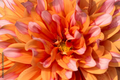 Closeup of  orange and pink petals of Dahlia Flower   