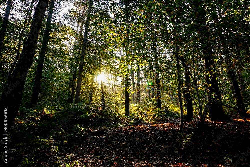 Fototapeta premium sunny forest