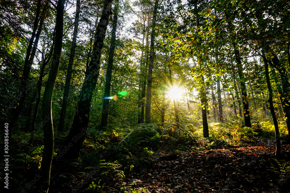 Obraz premium sunny forest