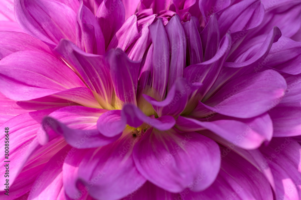 Closeup of  Mauve and yellow Dahlia Flower   