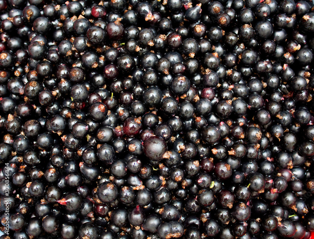 Black currant. Background. Photo. Black currant. Background. Photo.