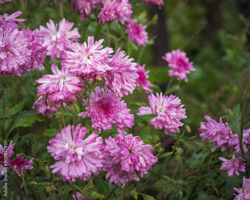 Pink chrysanthemum Bush on a background of foliage in the garden Pink chrysanthemum Bush on a background of foliage in the garden