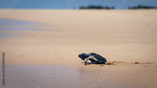 baby tourtle leaving nest photo