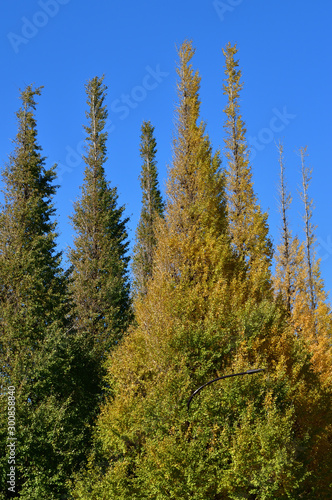 青空を背景にして、黄葉し始めたイチョウの樹の並木の梢をローアングルで撮影した写真
