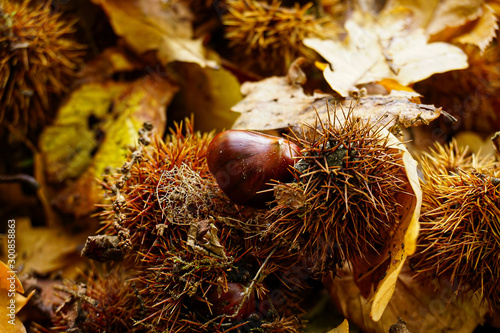 chestnut on forest ground