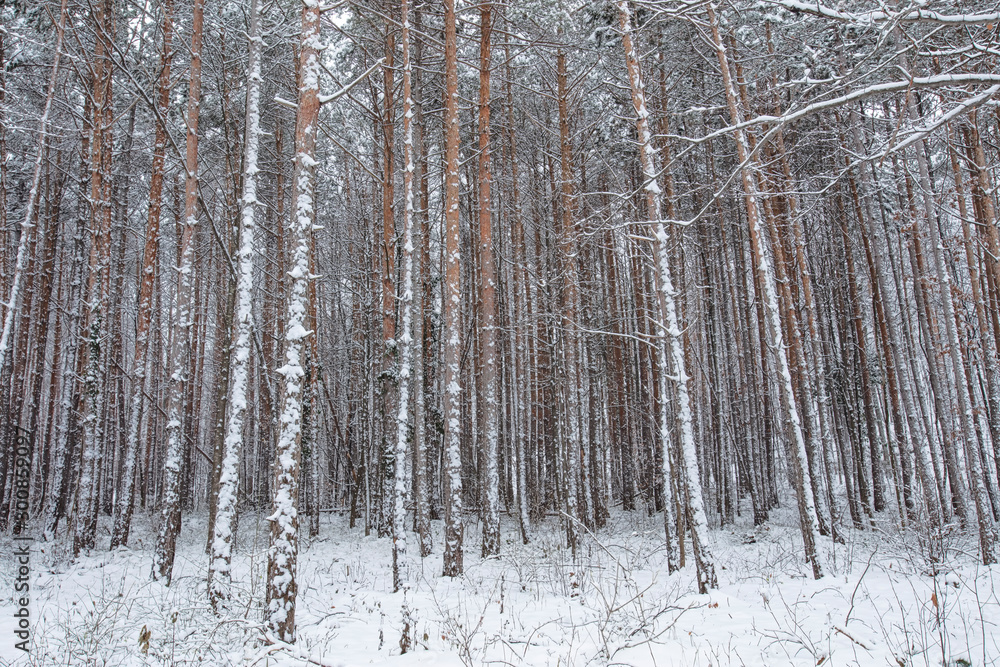 beautiful snow covered forest beautiful snow covered forest