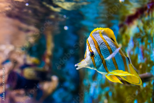 Photography copperband butterfly fish swimming by, tropical animal specie from the pacific o