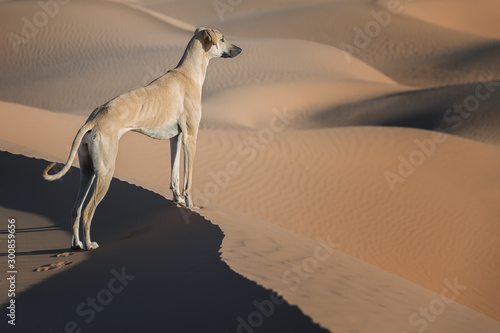 A brown Sloughi dog (Arabian greyhound) stands on top of a sand dune in the Sahara desert of Morocco.