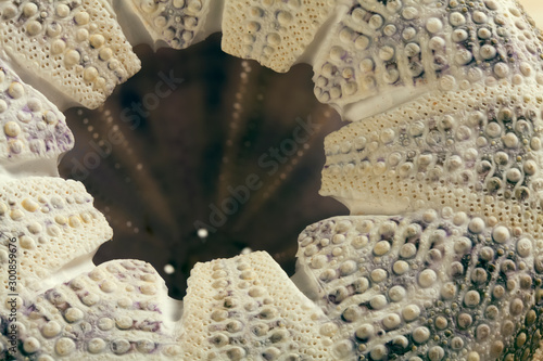 Shell on tropical beach. Macro photo. Summer, early morning. Shell surface structure.