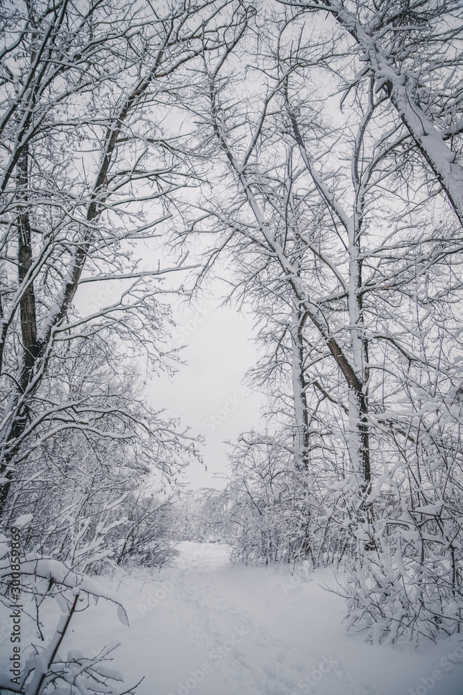 trees in a fairy tale park covered with white creaking fluffy snow cold frosty winter all around fabulous white trees in a fairy tale park covered with white creaking fluffy snow cold frosty winter all around fabulous white