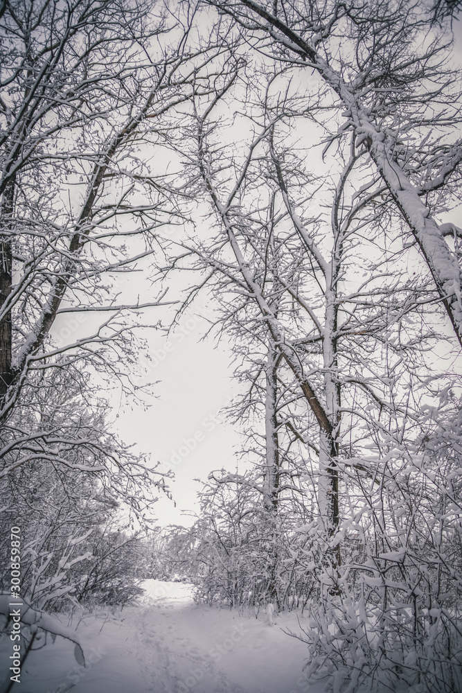 trees in a fairy tale park covered with white creaking fluffy snow cold frosty winter all around fabulous white trees in a fairy tale park covered with white creaking fluffy snow cold frosty winter all around fabulous white