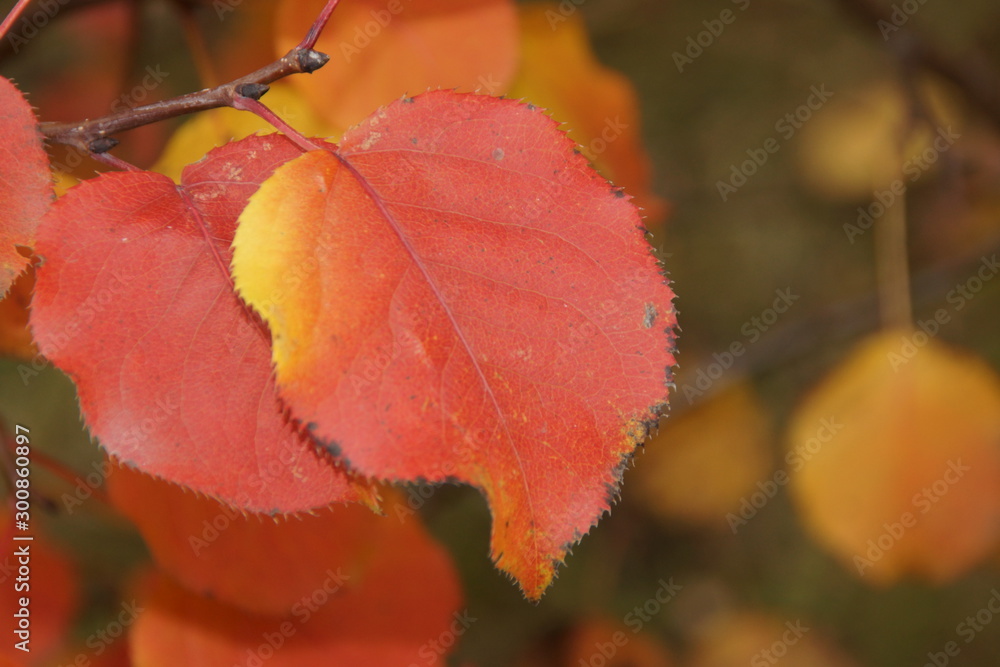 Obraz premium Colors of autumn create a bright background and a great mood