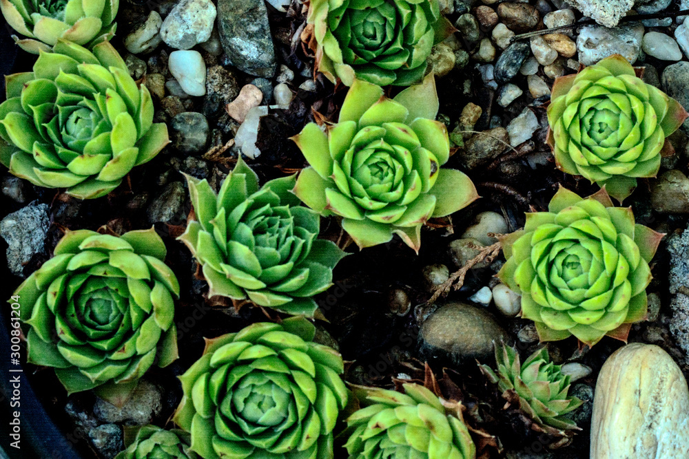 Plant that protects the house Plant that protects the house