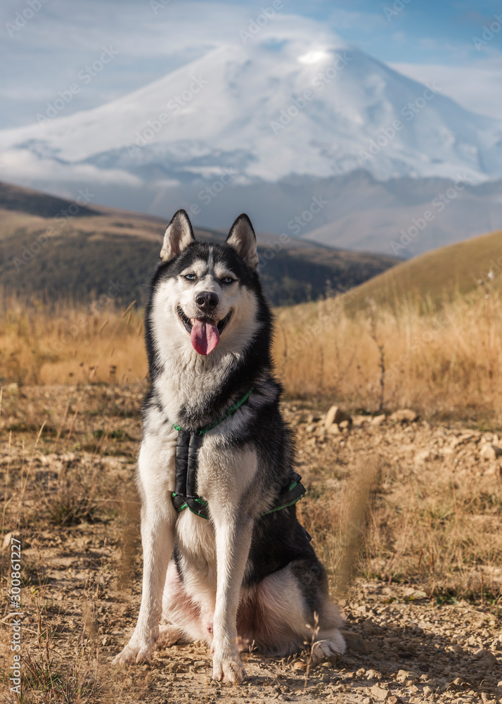 A dog of the Siberian Husky breed sits high in the mountains on nature