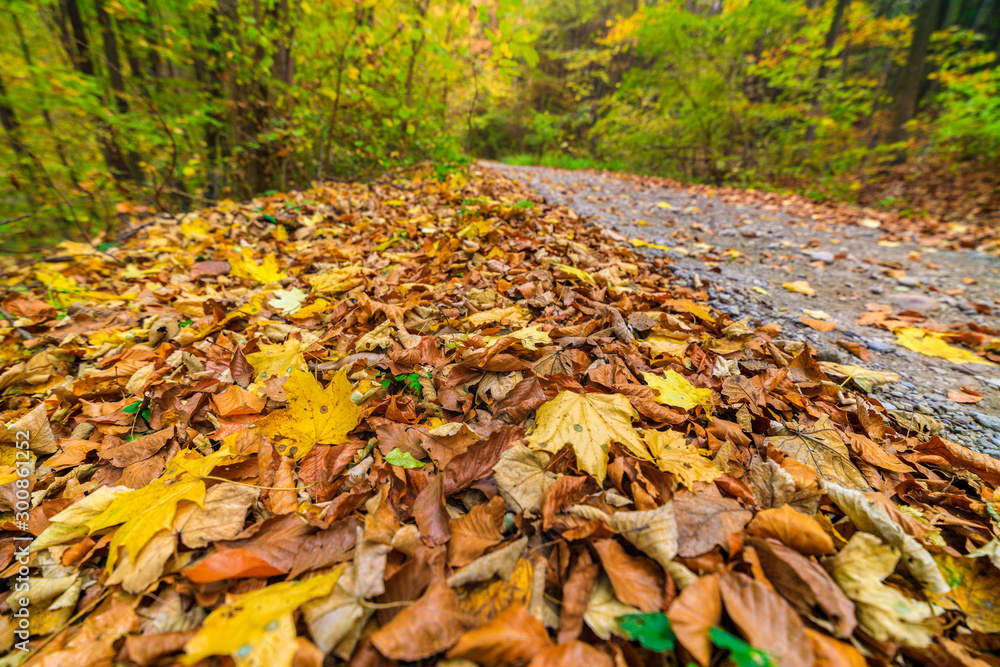 Autumn forest scenery with road of fall leaves & warm light illumining the gold foliage.