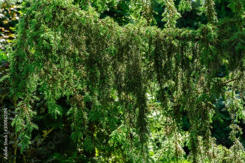 Horizontal branches of silver Juniper Juniperus communis Horstmann on blurred background greenery in garden. Hanging vertically young shoots as concept nature for landscape design.