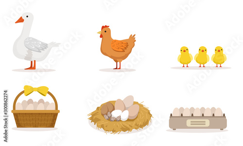 Poultry Farm With Goose, Hen, Three Little Baby Birds And Different Eggs Vector Illustration Set Isolated On White Background