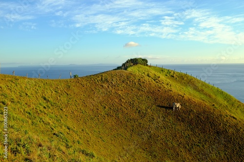 Cow grazing on a hill at morning. Batanes, Philippines. Tourism Philippines