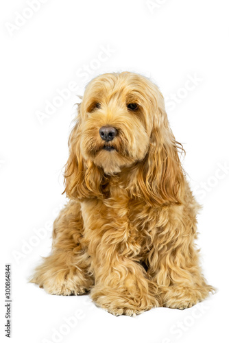 cockapoo are mixed breedding dog between american cocker and poodle © MT.PHOTOSTOCK