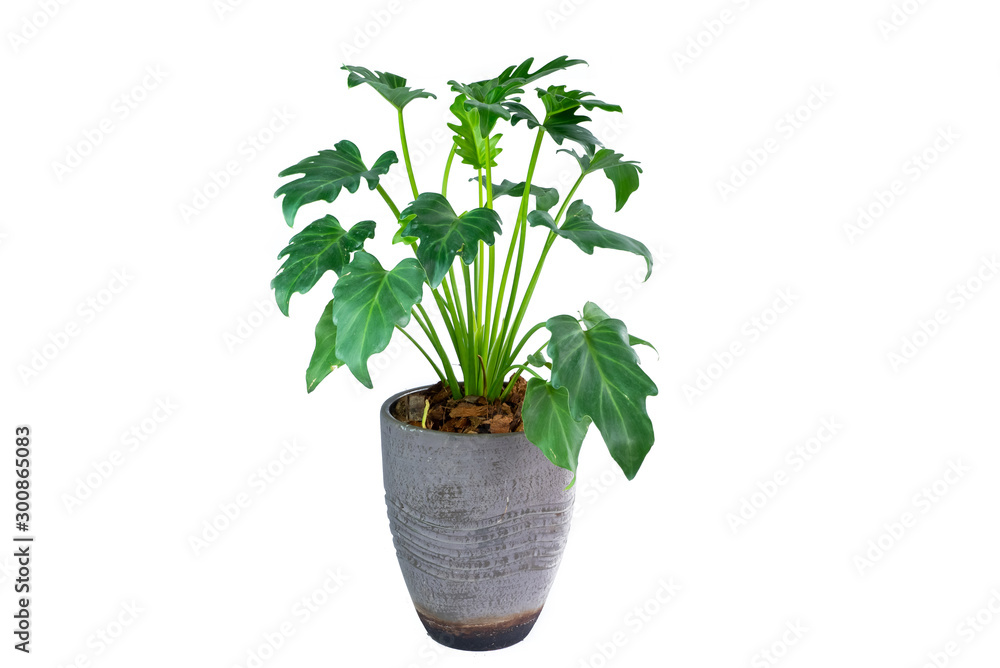 Obraz premium Philodendron (Philodendron xanadu Croat, Mayo & J.Boos) in modern vase. isolated on white background