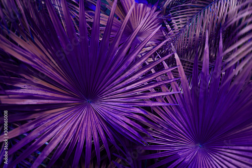 Tropical purple palm Leaves in exotic endless summer country