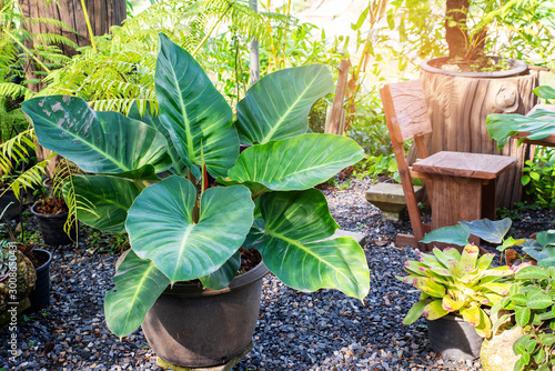 Philodendron sp. ‘Ruaysap’ photo